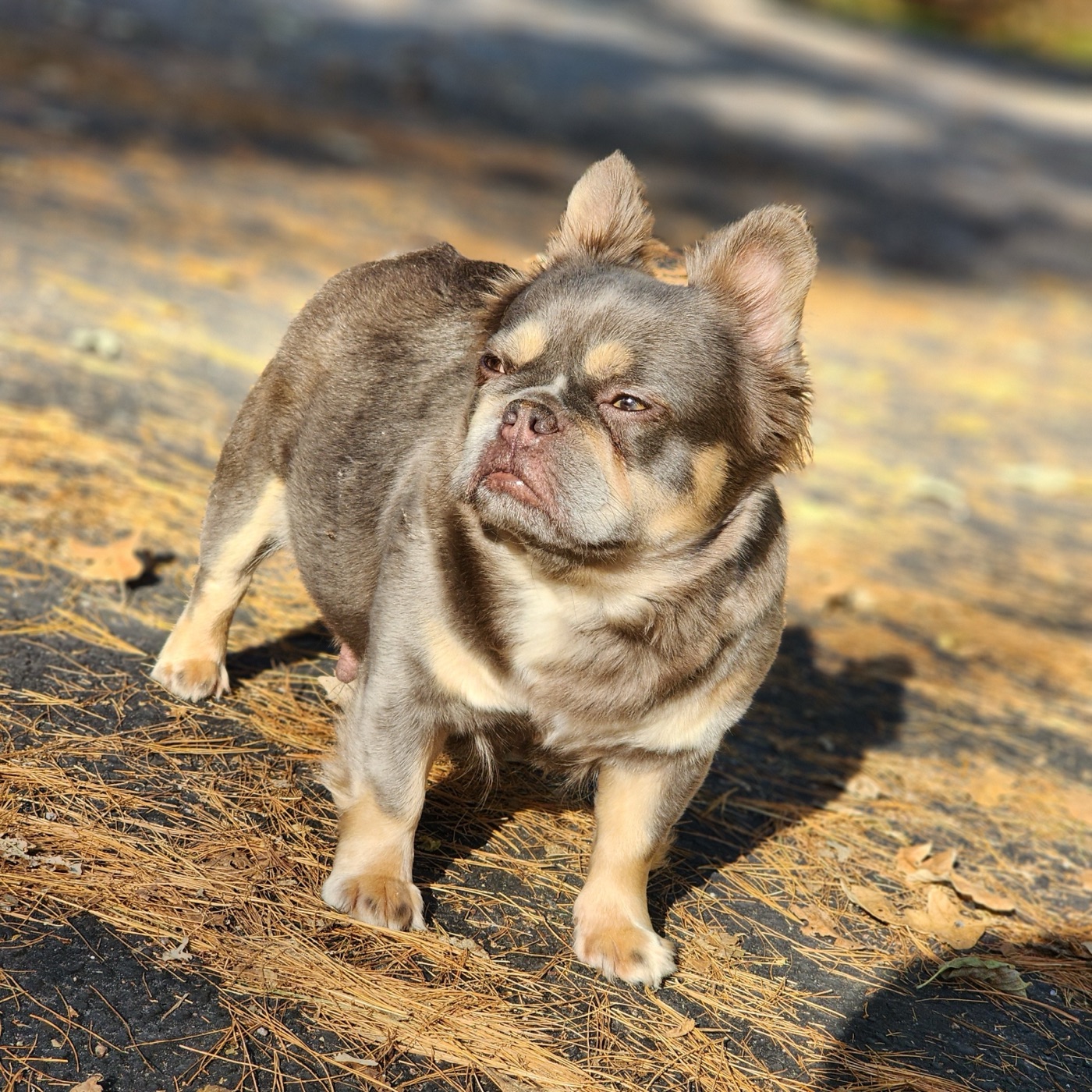 CH Koda, champion Fluffy French Bulldog momma