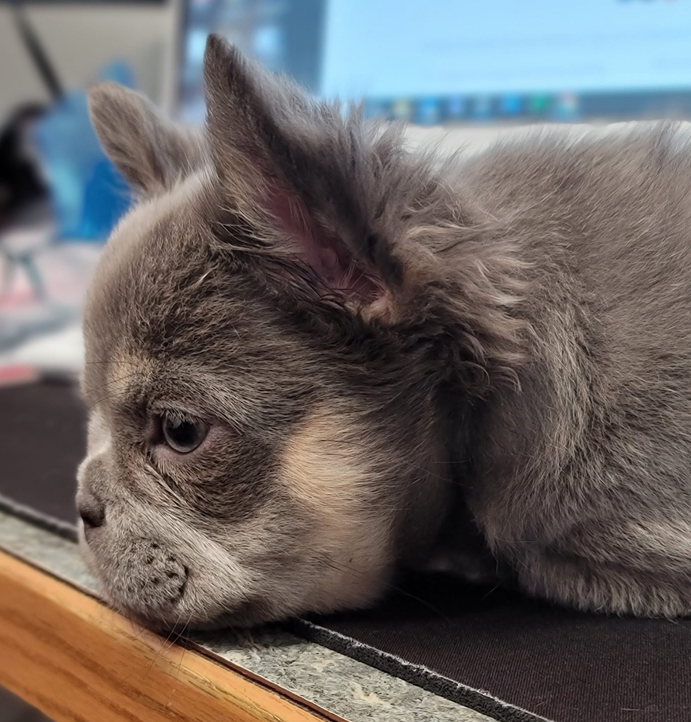 Koda, lilac and tan Fluffy French Bulldog
