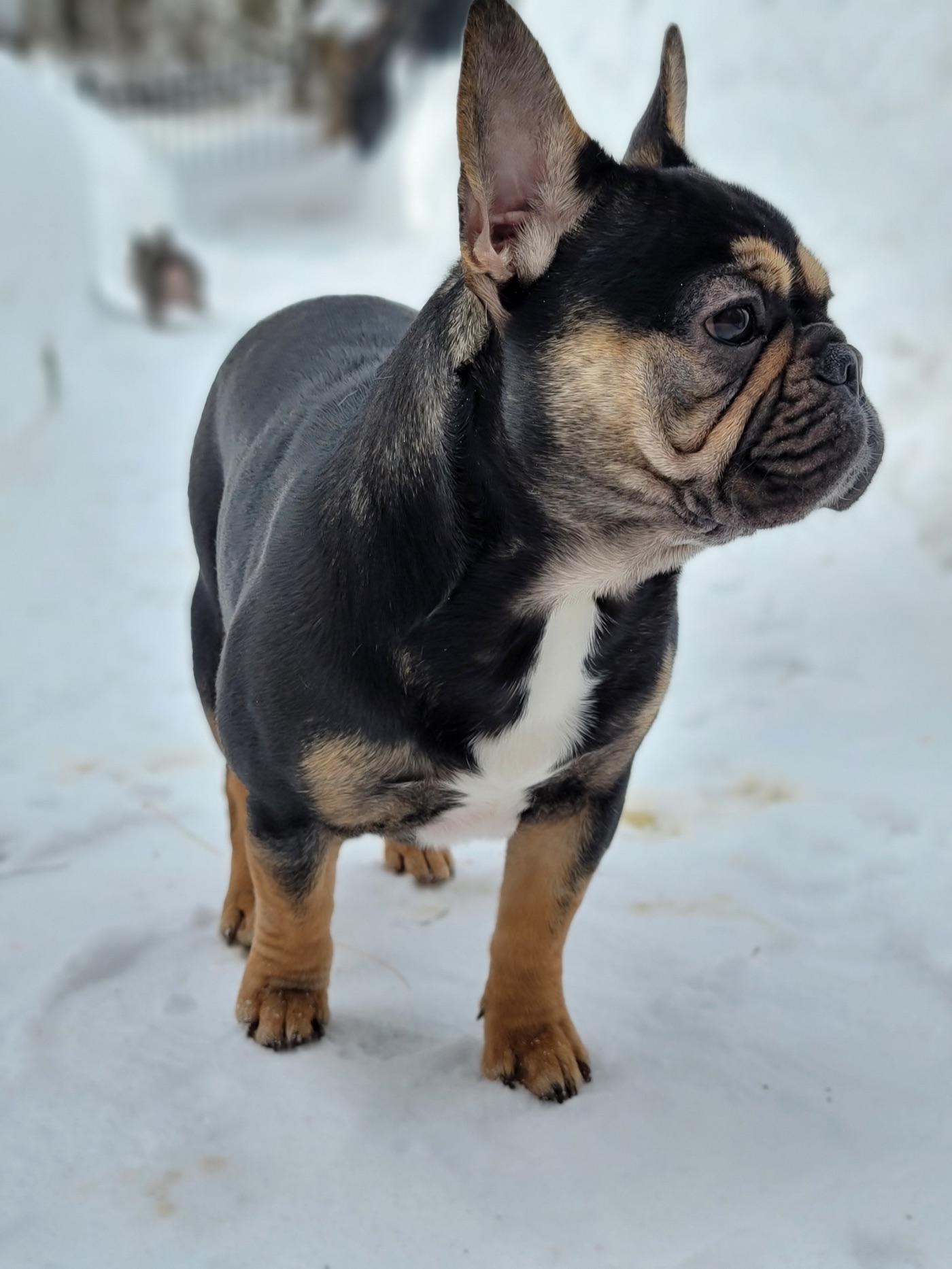 Amari, Forever Frenchies French Bulldog female