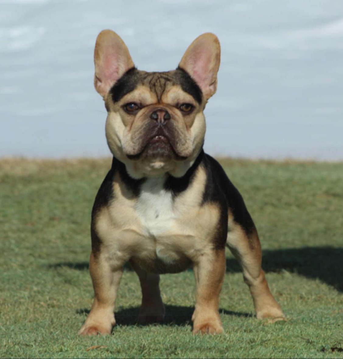 CH Bodacious (Bodie), champion French Bulldog stud
