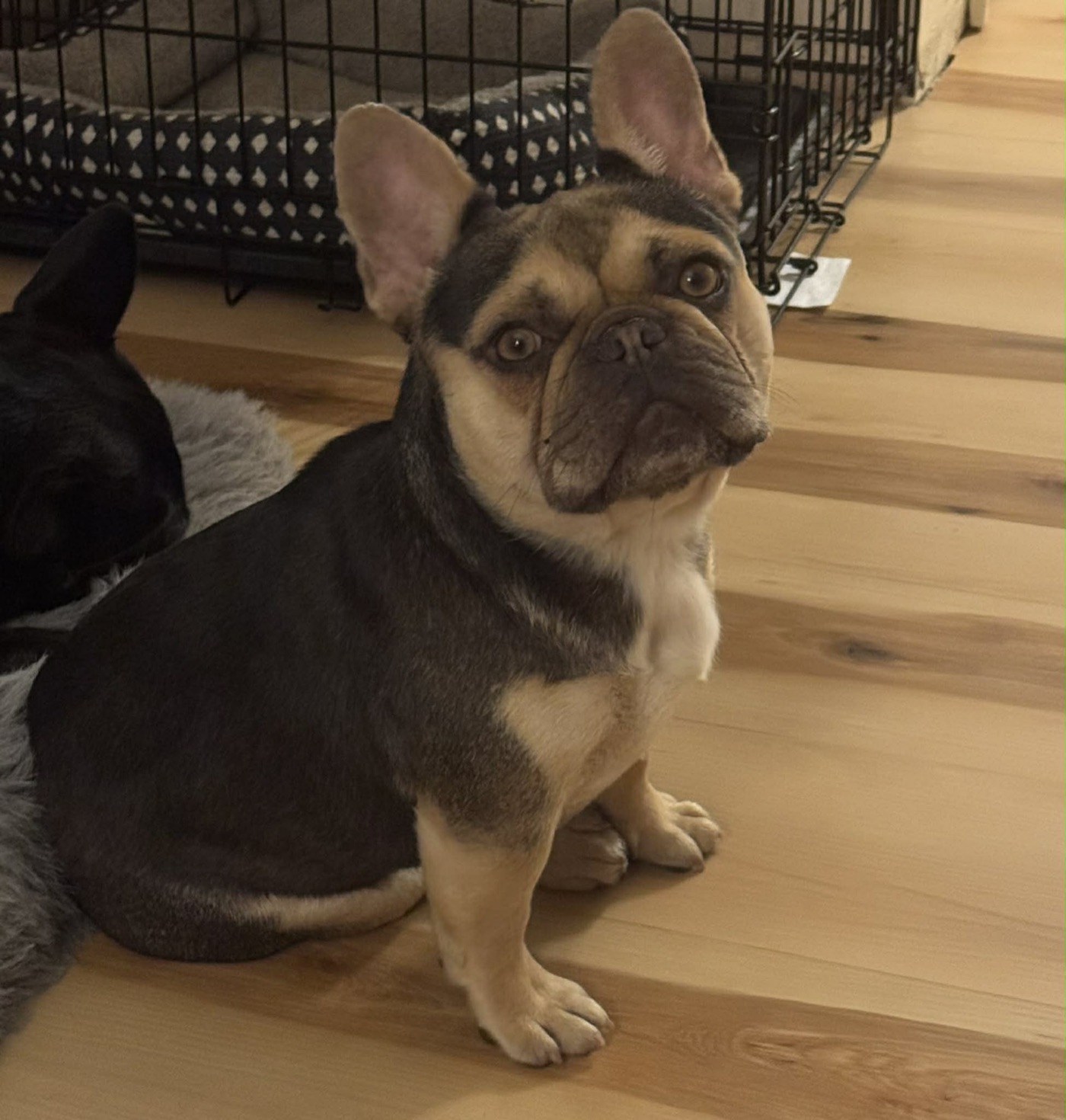 Brownie, small compact cocoa with tan points French Bulldog