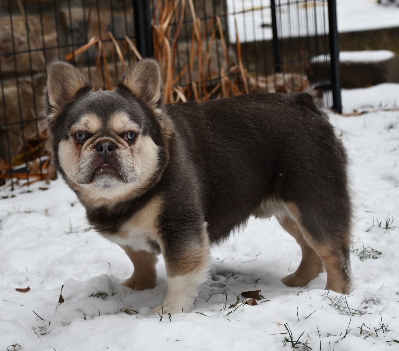 CH BlockBuster, lilac and tan Fluffy French Bulldog