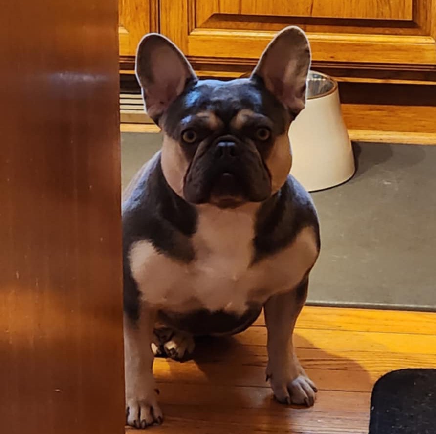 Ciri, Forever Frenchies French Bulldog momma