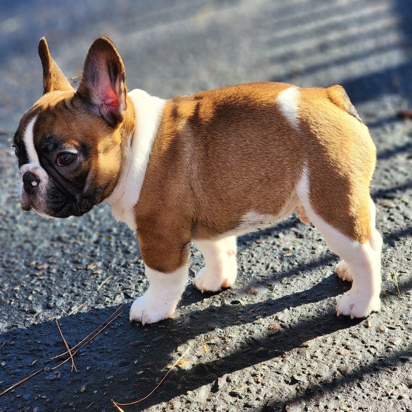 Fubu, super compact standard pied French Bulldog stud