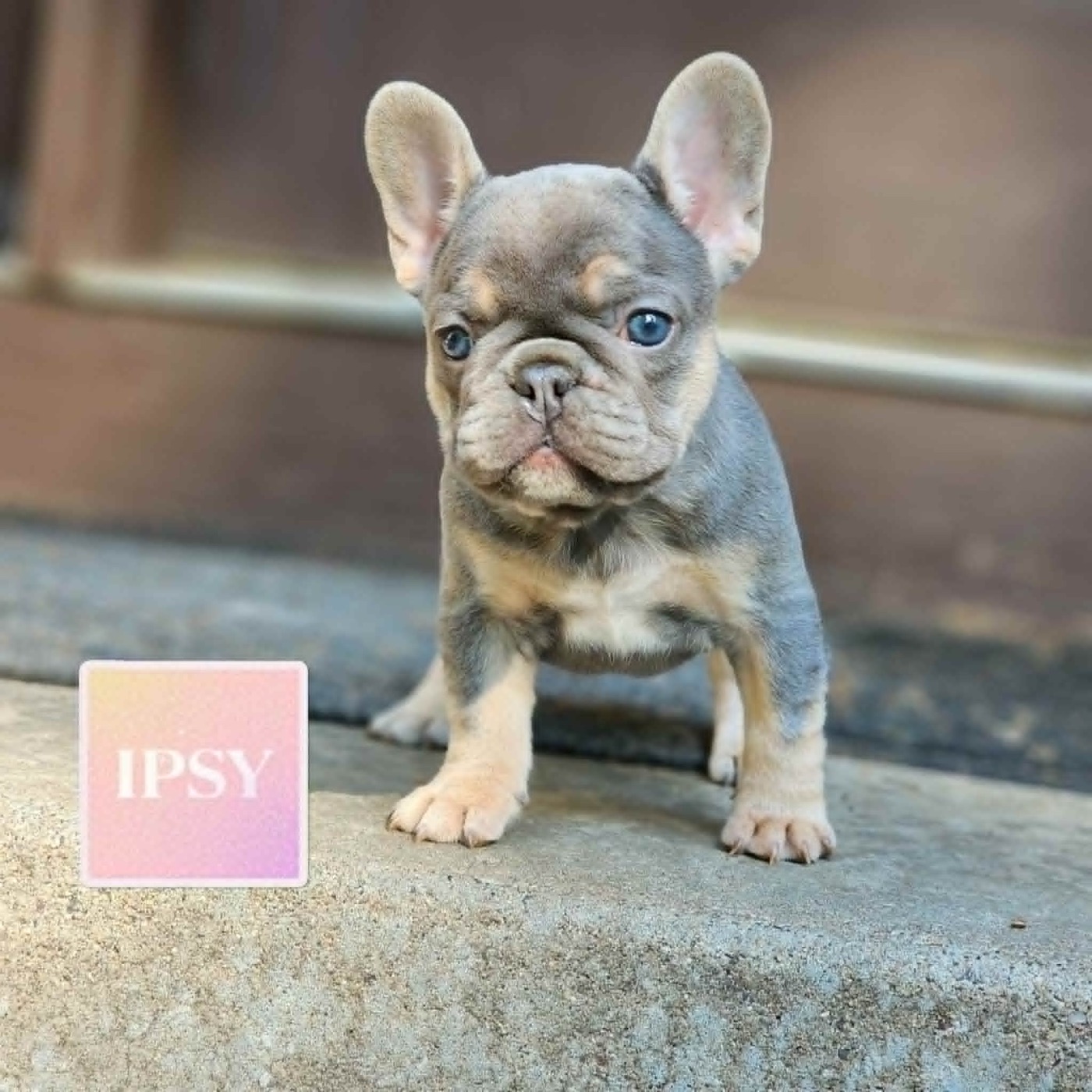Ipsy, perfect little lilac French Bulldog