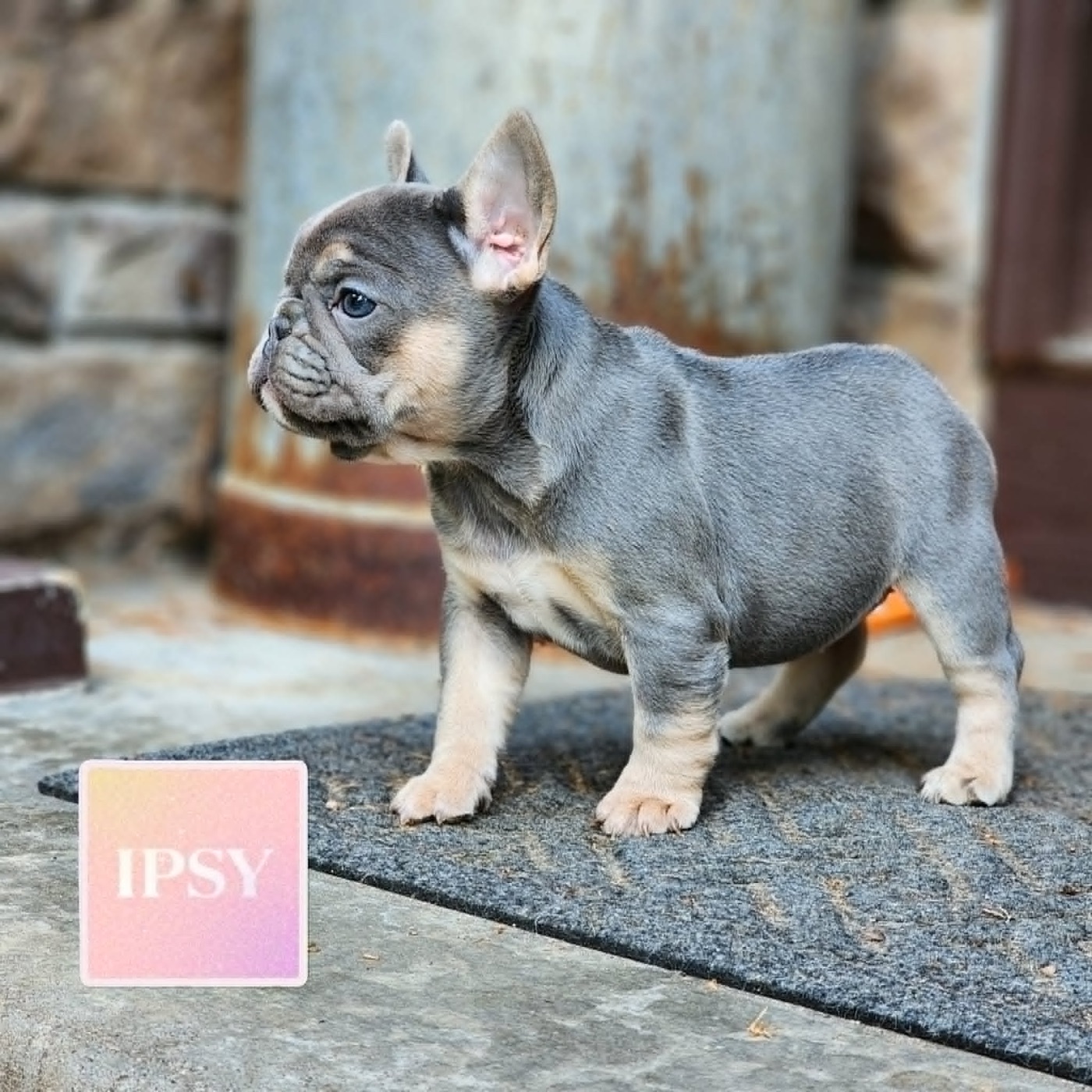 Ipsy, lilac French Bulldog from Stumpy and CH Bodie