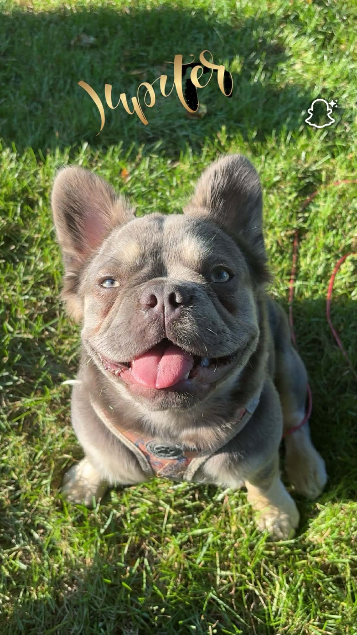 Jupiter, Fluffy French Bulldog — daughter of CH Koda, granddaughter of GRCH NW FatStax