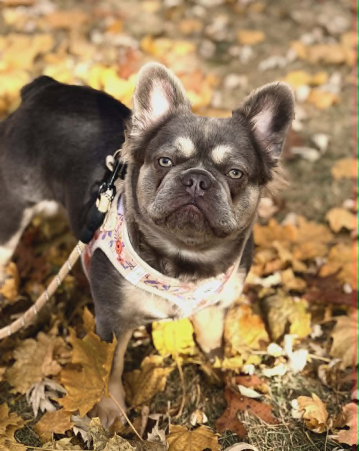 Jupiter the Fluffy French Bulldog
