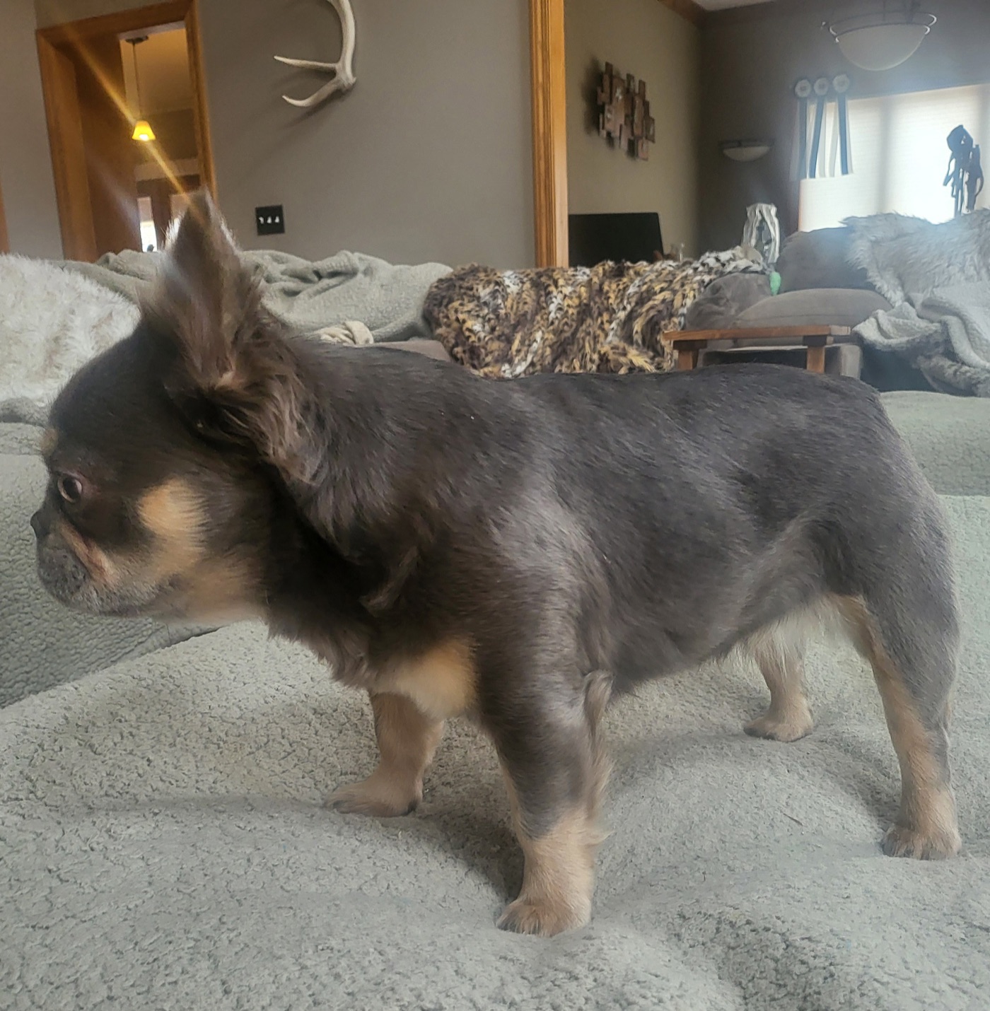 CH Koda, champion Fluffy French Bulldog female