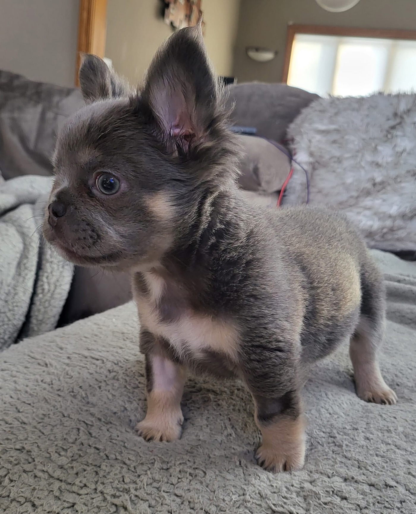 Koda as a puppy