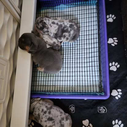 Forever Frenchies pups — fresh from our Facebook