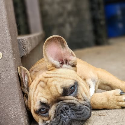 Forever Frenchies pups — fresh from our Facebook