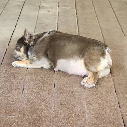Forever Frenchies pups — fresh from our Facebook