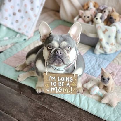 Forever Frenchies pups — fresh from our Facebook