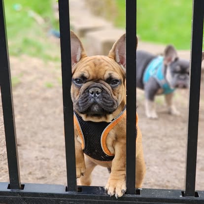 Forever Frenchies pups — fresh from our Facebook