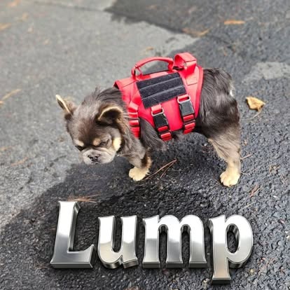 Forever Frenchies pups — fresh from our Facebook