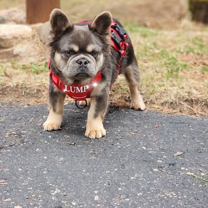 Forever Frenchies pups — fresh from our Facebook