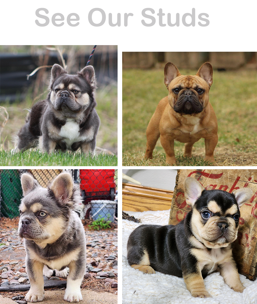 Forever Frenchies French Bulldog stud service